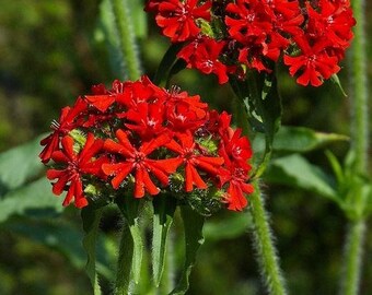 il_340x270.2128921500_qu2p.jpg