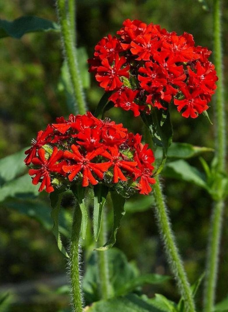 100 Maltese Cross Flower Seed-Lychnis Chalcedonica-Jerusalem Cross-Dusky Salmon-Excellent Perennial-Magnet for Butterflies/Hummingbird-B447 image 2