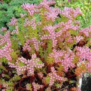 50+ Sedum Pulchellum Seestern Samen-C091