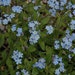 Set Of 50EGSC Forget Me Not Flower Seed Packets! Flower Seeds In Bulk Forget Me Nots