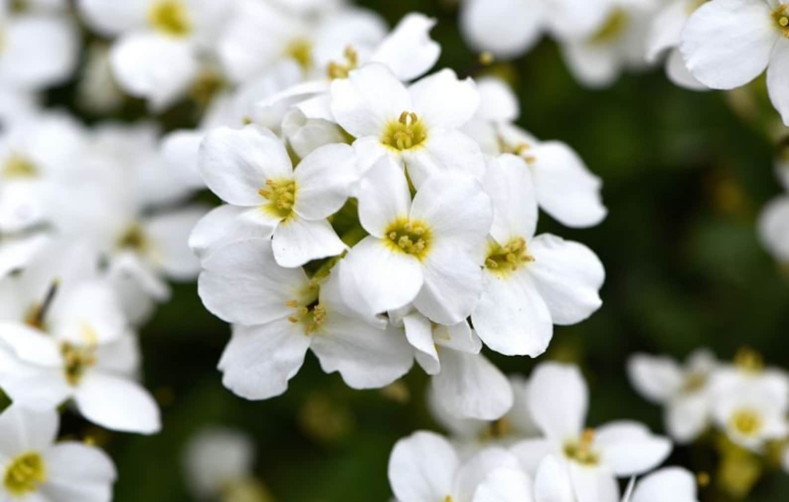 50 White Alpine Me Not Flower Seedsb165myosotis Etsy Singapore