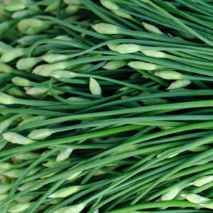 50 Garlic Chives Seeds-Allium Tuberosum-Excellent Culinary Herb-G082-Powerful flavour image 4