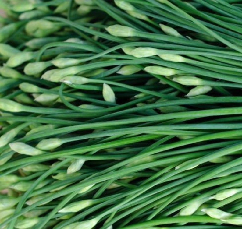 50 Garlic Chives Seeds-Allium Tuberosum-Excellent Culinary Herb-G082-Powerful flavour image 4