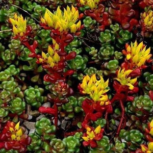 50+ Sedum Origanum Samen-- Trockenresistente Staude- C085-Oregon Fetthenne