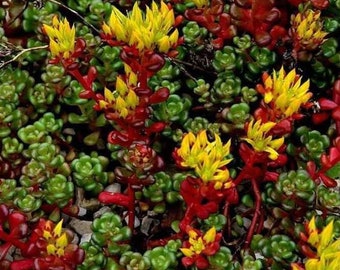 Más de 50 semillas de Sedum Origanum: perenne resistente a la sequía - C085 - Sedum de Oregón
