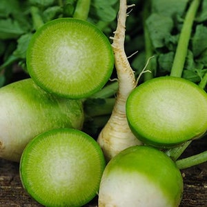 50 Organic Wasabi Radish Seeds-Raphanus sativus-A118-Matures in 60days!