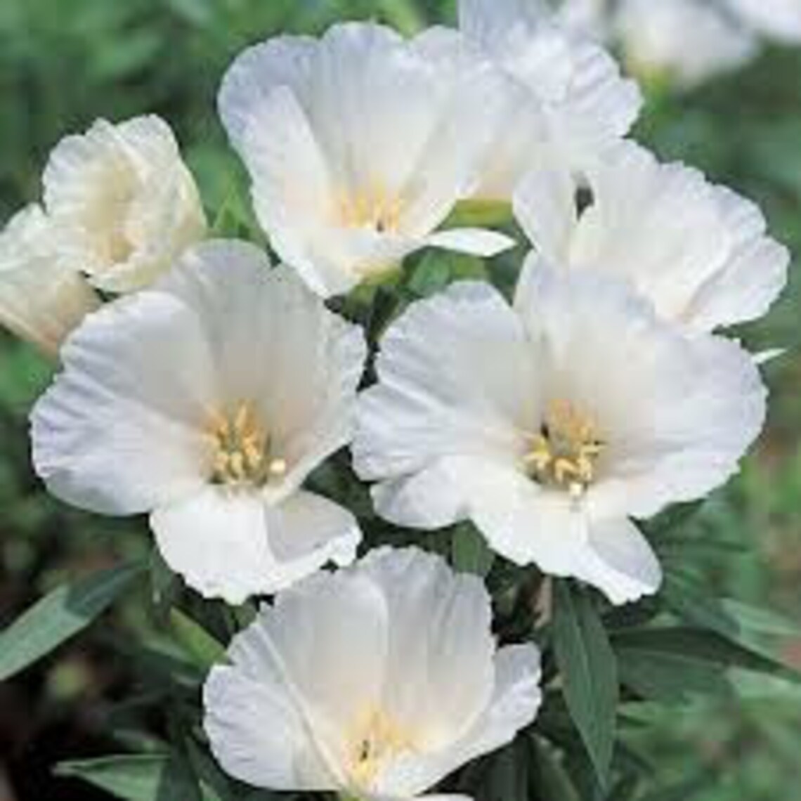 50 White Godetia Flower Seeds Grace White Godetia Godetia Etsy
