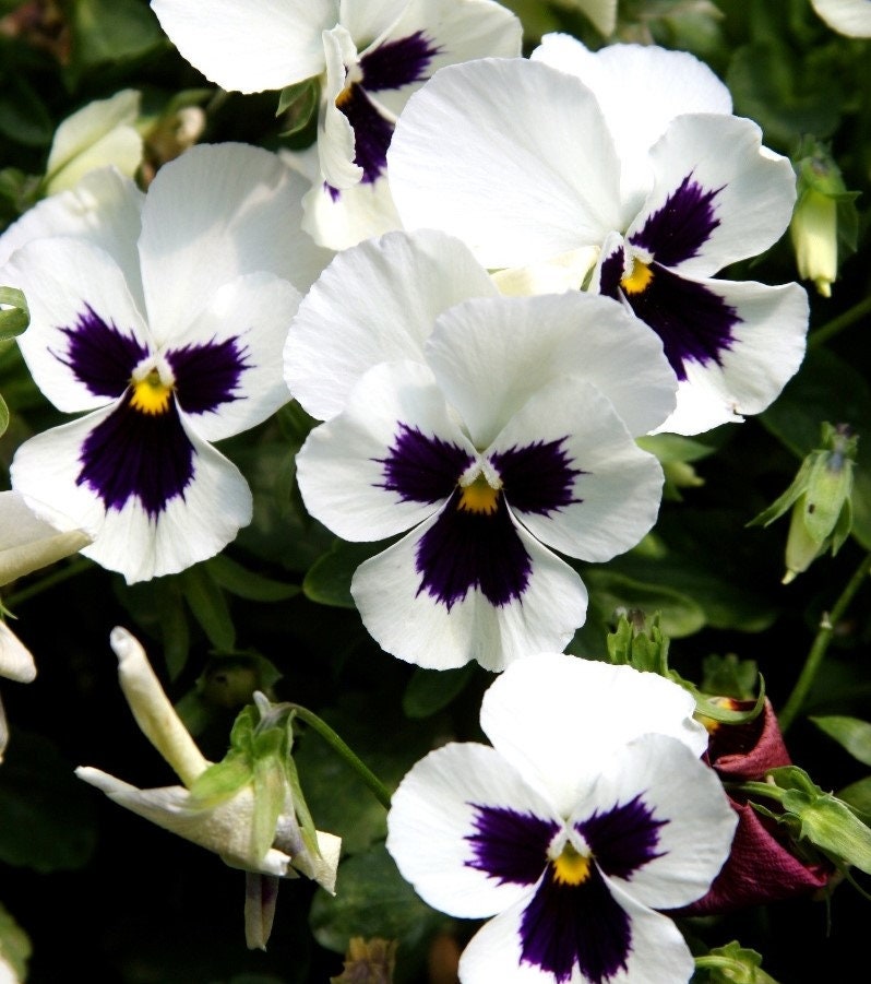 1000+Pansy Swiss Giants Seeds Early Blooms 9 Colors Garden/Container Groundcover