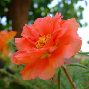 100+ semi di fiori freschi di rosa muschio - PORTULACA GRANDIFLORA ARANCIONE ----B190