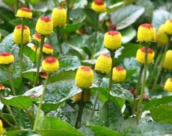 Oltre 100 semi di piante per il mal di denti - ACMELLA OLERACEA - Altamente medicinali - Paracrescione - Fiori di tintura - Margherita elettrica - - G055
