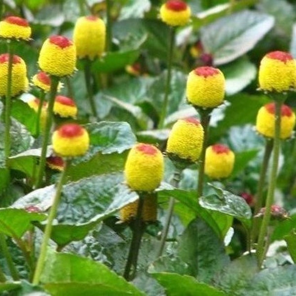 50+ kiespijn plantenzaden-ACMELLA OLERACEA-zeer geneeskrachtige-Paracress-Tingflowers-elektrische madeliefje--G055
