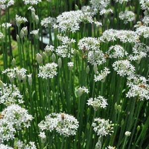50 Garlic Chives Seeds-Allium Tuberosum-Excellent Culinary Herb-G082-Powerful flavour image 1