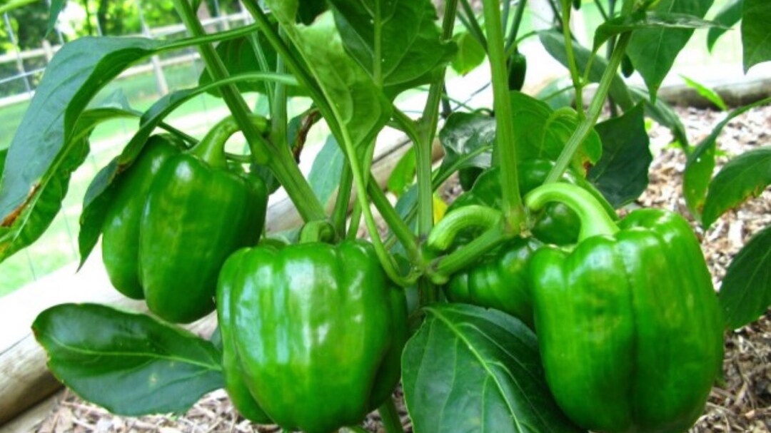 50 Early Calwonder Bell Pepper Seedsgreen Peppercapsicum Etsy Australia