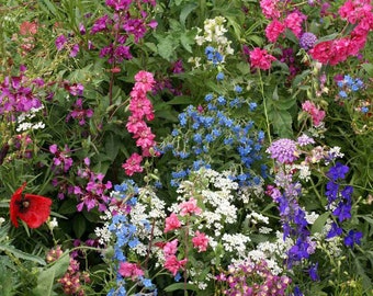 200+ Partial Shade Wildflower Seed Mix-B661-Includes Beautiful Annuals, Perennials and Biennials