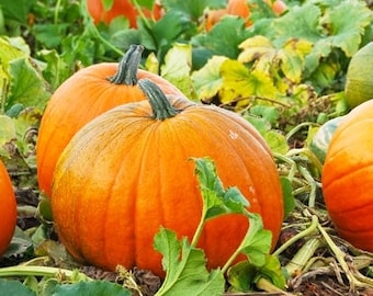Puede incluir: Un campo de calabazas de varios tamaños y tonos de naranja. Las calabazas están rodeadas de hojas y enredaderas verdes.