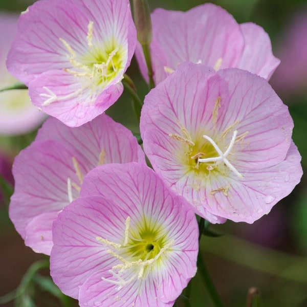 Más de 200 llamativas semillas de flores de onagra-Oenothera Speciosa--Flor silvestre anual con beneficios medicinales-B240-Primrose mexicana