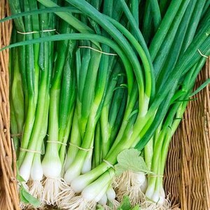 May include: A bunch of fresh green spring onions with white bulbs and roots, tied together with rubber bands, in a woven basket.