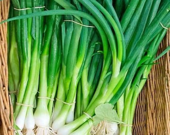 100+ nasion cebuli dymki Eiffel - zielona cebula - organiczna, bez GMO - A113 - łagodna, chrupiąca o słodkim smaku - dojrzewa w ciągu 65 dni!