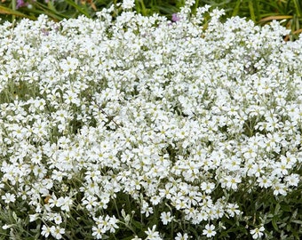 100 種類以上の夏の雪の花の種子 - CERASTIUM TOMENTOSUM - 乾燥に強く、繁殖力のある花----B177