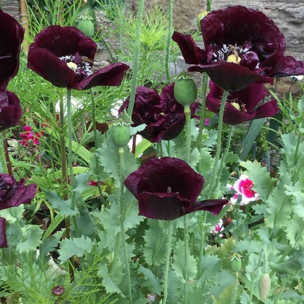 100 graines de fleurs de pavot pivoine noire - annuelles attrayantes et belles Papaver Paeoniflorum Poppy-B172