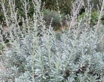 Más de 100 semillas perennes de hierbas orgánicas de salvia blanca: SALVIA APIANA: ¡muy rara e increíblemente medicinal! ¡Haz tu propio sabio!---G003
