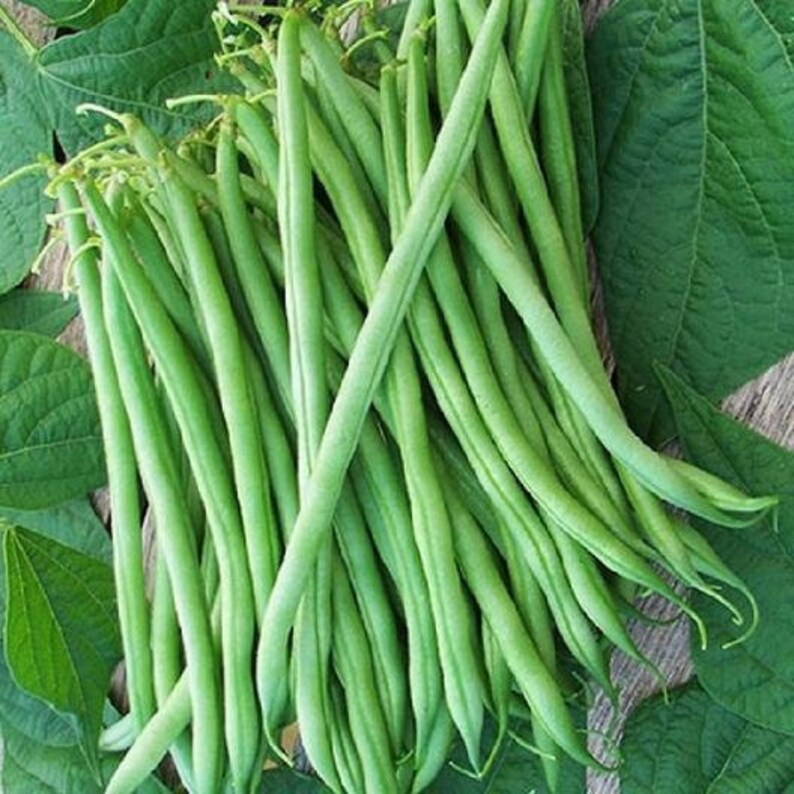 30 Organic Burpee Stringless Garden Green Bean Seeds Phaseolus Vulgaris Heirloom VarietyA084 image 3