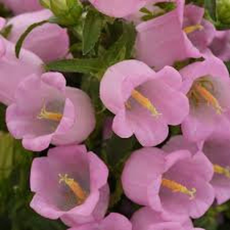 50 Rare Canterbury Bells Rose-Pink Flower Seeds-Campanula Medium-Cup and Saucer Rose-Pink Flower-Elegant Biennial Lovely Blooms-B454 image 6