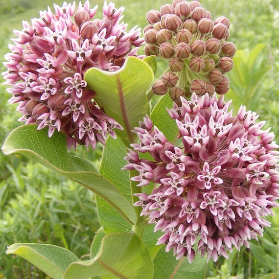 Common Milkweed 25 seeds Common Milkweed 25 seeds