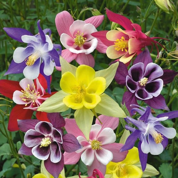 100+ Columbine Mckana's Riesenmix Blumensamen-AQUILEGIA MKKANA- Ausgezeichnete Staude-B141