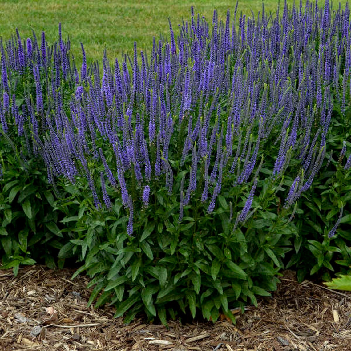 30 Veronica Spicata Flower Seeds Violetblue Spiked Etsy Canada