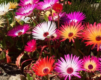 100+  Mixed Livingstone Daisy Flower Seeds-- Bokbaaivygie Plant Mix-Dorotheanthus Bellidiformis- Brilliant Perennial!- B411