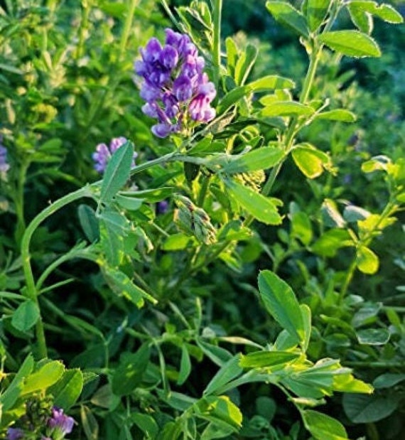 2000+ Alfalfa Seeds Organic-g074-perennial - Etsy Canada
