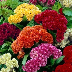 Puede incluir: Una variedad de flores de cresta de gallo coloridas en flor. Las flores son en tonos de rojo, naranja, amarillo, rosa y blanco. Las flores están dispuestas en un racimo, con los tallos y las hojas visibles.