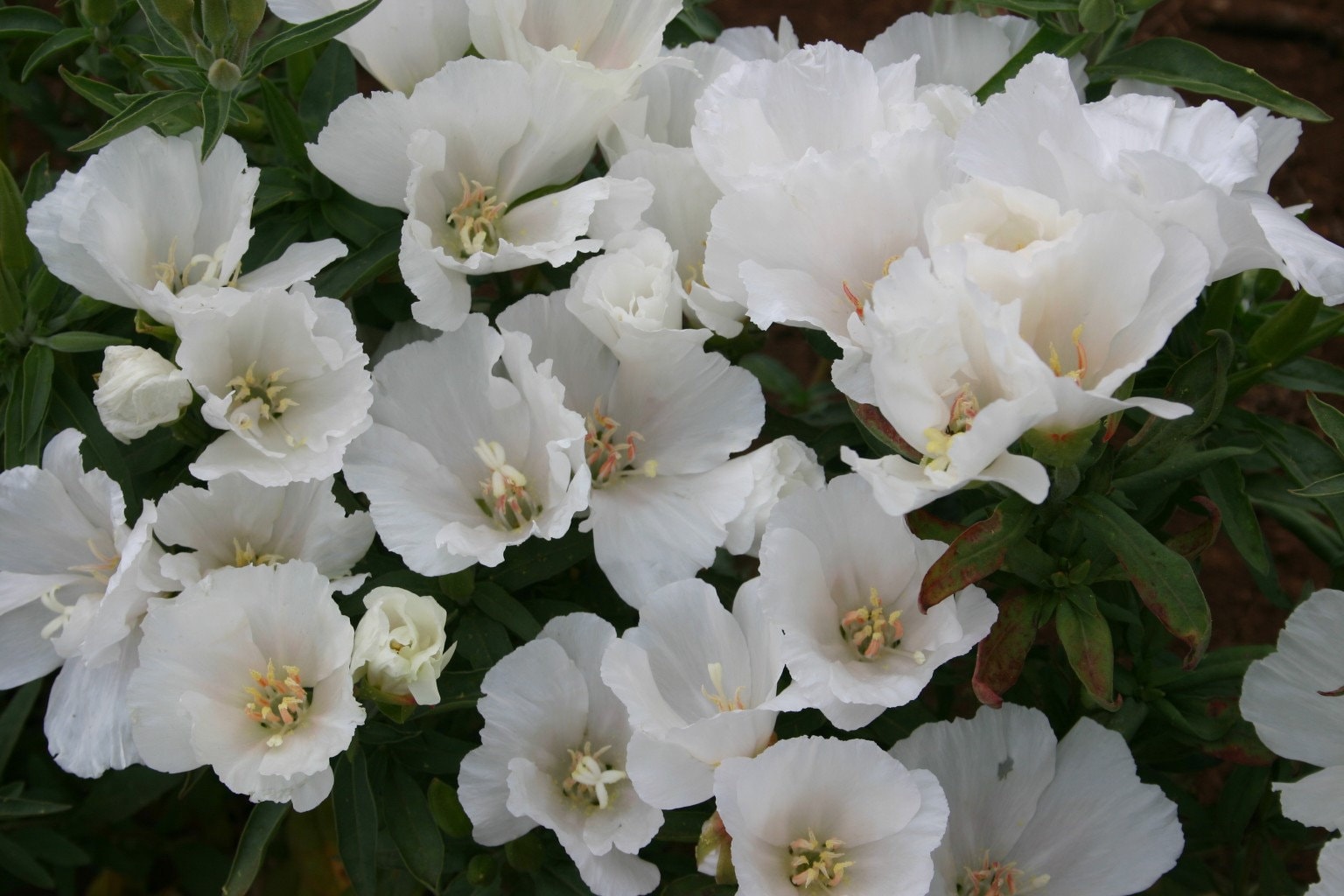 50 White Godetia Flower Seeds Grace White Godetia Godetia Etsy