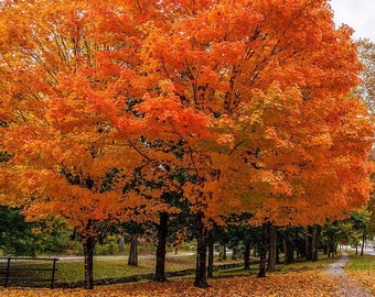 10 個以上のサトウカエデの種子 - Acer saccharum - ロックカエデの木