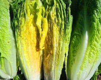 Más de 200 semillas de lechuga romana Cos de la isla de París - Lactuta Sativa - Orgánica (sin OGM) -A074