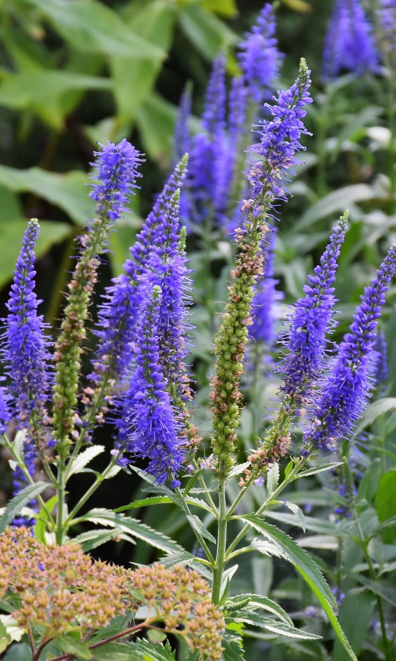 30 Veronica Spicata Flower Seeds Violet-Blue Spiked | Etsy