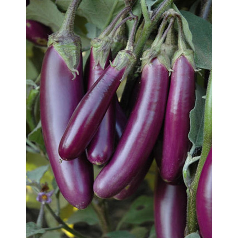 50 Organic Long Purple Eggplant Seeds Solanum Melongena Non GMO Heirloom Variety-A122 image 2