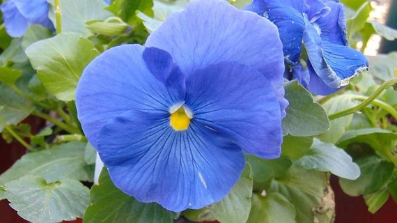 50 Light Blue Pansy Swiss Flower Seeds Viola Wittrockiana-b204-crystal  Light Blue-sweet Biennial - Etsy Israel