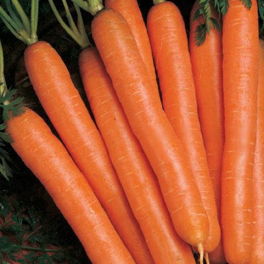 Karottensamen 'Nantes' – Frühe, Saftige Möhren, 800 Samenfeste Samen Für Deinen Garten