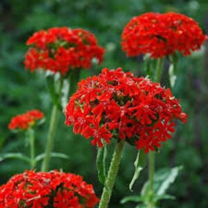 100 Maltese Cross Flower Seed-Lychnis Chalcedonica-Jerusalem Cross-Dusky Salmon-Excellent Perennial-Magnet for Butterflies/Hummingbird-B447 image 3