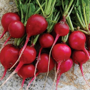 Raphanus sativus 250 Seeds Rare Organic Vegetable Radish Seeds "Easter Eggs" Raphanus sativus 250 Seeds Rare Organic Vegetable Radish Seeds "Easter Eggs"