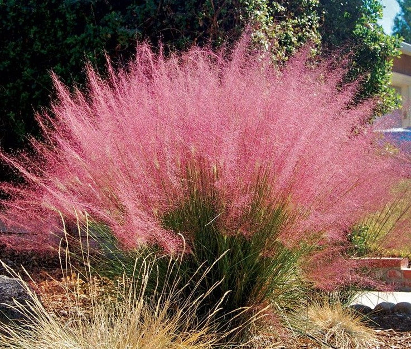 30 Purple Love Grass SeedsEragrostis SpectabilisOrnamental Etsy