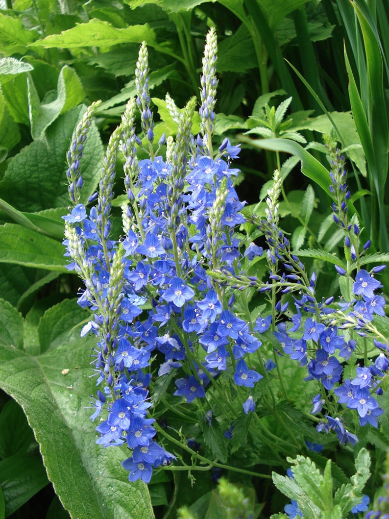50 Veronica Teucrium Flower Seeds Royal Blue Speedwell-Austriaca-B262-Saw-leaved speedwell-Austrian speedwell Hungarian speedwell image 2