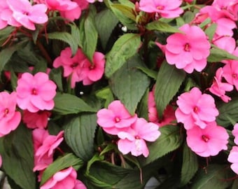 Impatiens New Guinea Florific Mix Seed/Spectacular/Perfect Shade