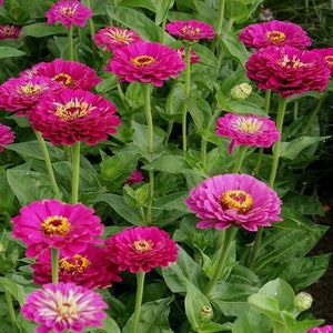 Può includere: Primo piano di un'aiuola piena di vivaci fiori di zinnia rosa e magenta. I fiori hanno una varietà di forme e dimensioni, alcuni hanno un aspetto più arrotondato e altri un aspetto più appuntito. I fiori sono circondati da foglie verdi.