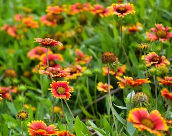 100+ Semillas- Gaillardia Pulchella Flower Seeds-B113-Indian Blanket Flower Seeds-Firewheel-Drought Tolerant