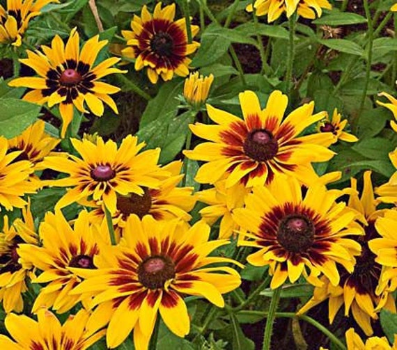 oklahoma wildflower seeds Texas Oklahoma Regional Mix  Family Sown