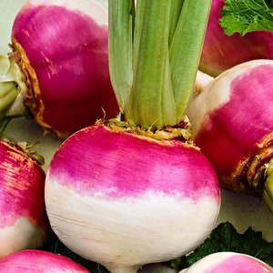 Purple Top White Globe Turnip Seeds, NON-GMO, Variety Size Packets, FREE SHIP