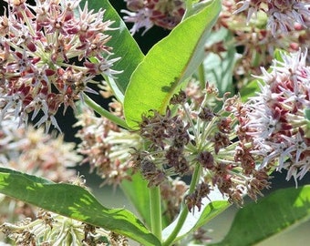20+ Asclepias  Showy Milkweed Seeds-ASCLEPIAS SPECIOSA-Excellent  Perennial-B268--Attracts Hummingbirds, Butterflies etc
